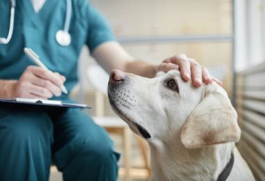 Close up of white Labrador dog at vet clinic with male veterinarian stroking his head, copy space