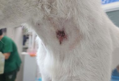 puoderma